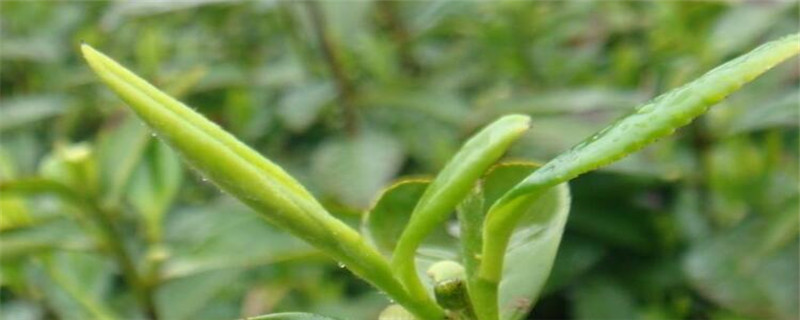 芽茶是什么茶