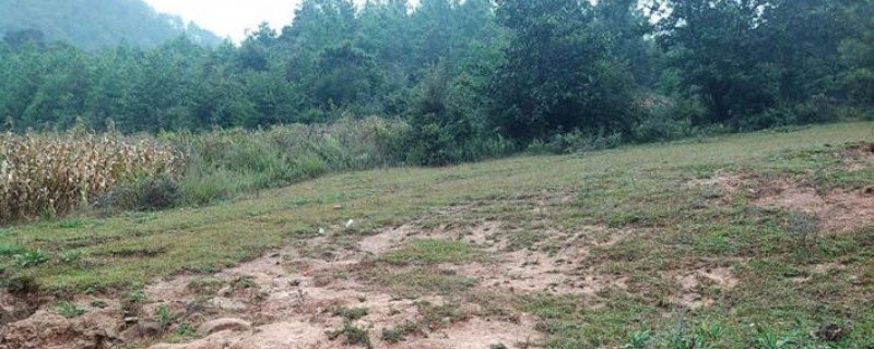 树权证是什么东西