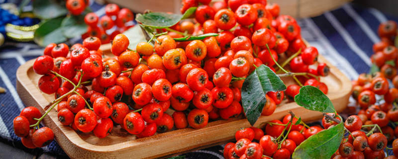 红果树种植注意事项