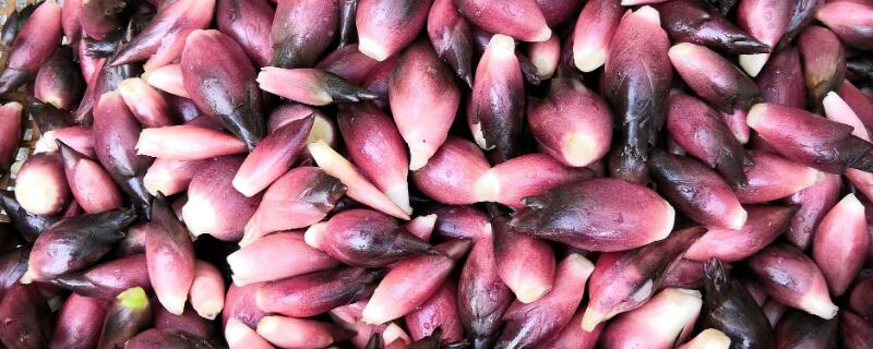 怎样种植阳荷姜高产