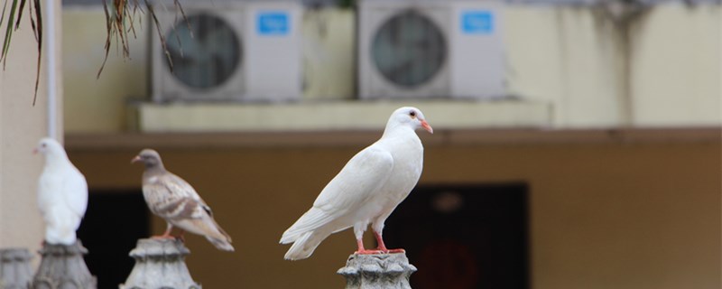 鸽子养多久可以吃