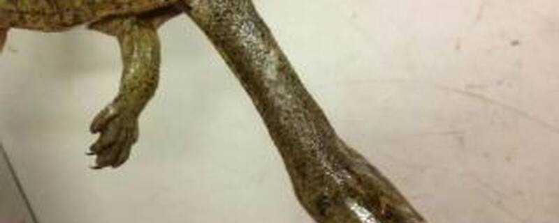 长颈龟能和什么龟混养