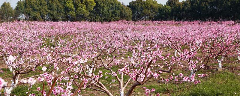 桃园施肥怎么办