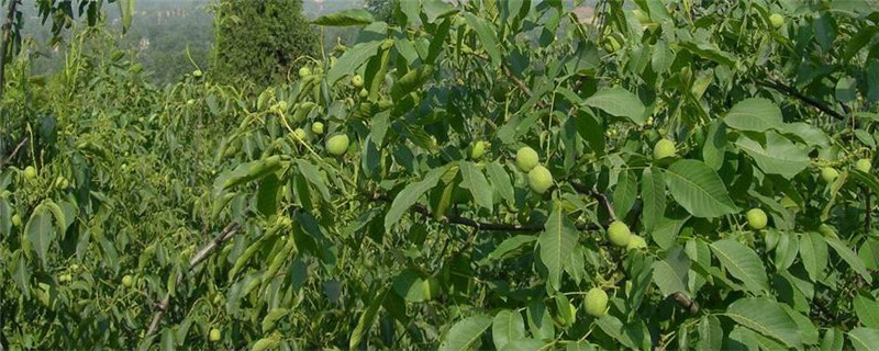 种植核桃的注意事项