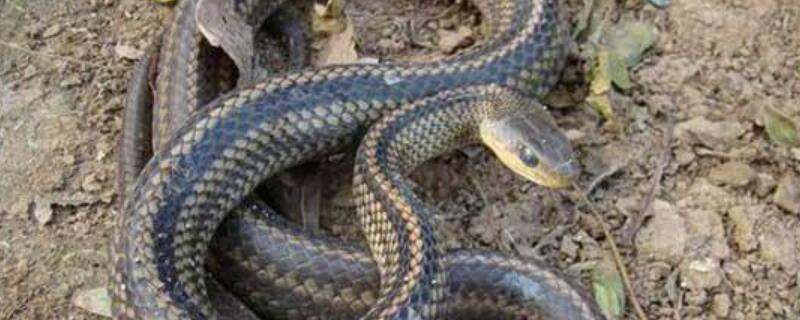 蛇是益虫还是害虫