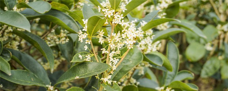 移栽桂花树怎么浇水