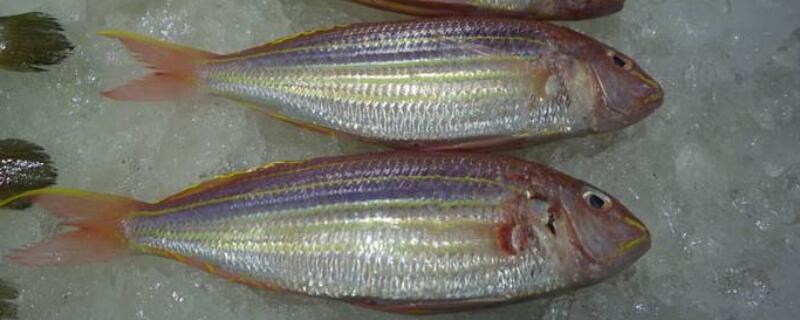 金丝鱼是海鱼吗