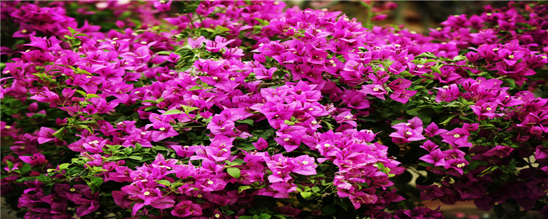 三角梅种植注意事项