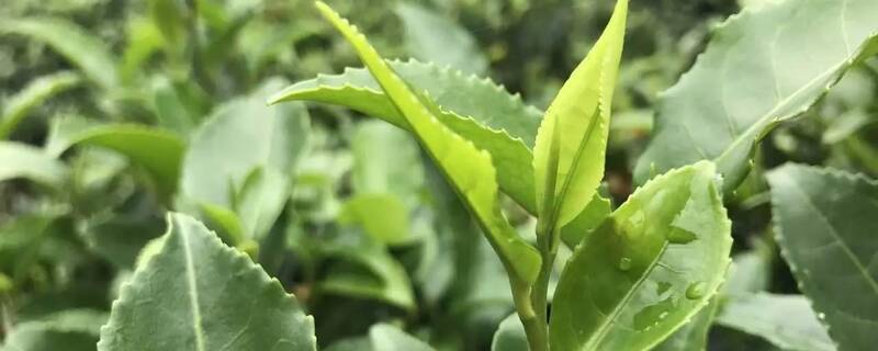 清远产什么茶