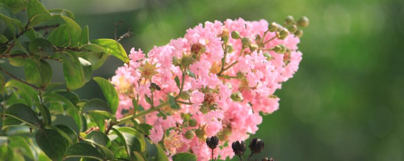紫薇花怎么施肥