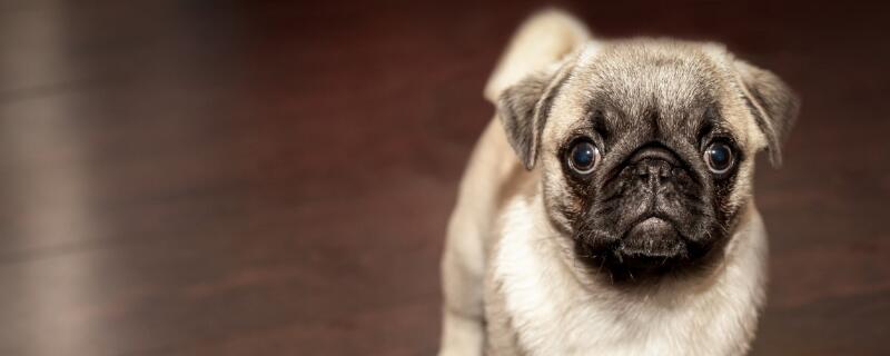 狗是哺乳动物吗