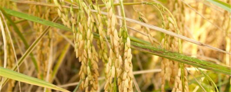 天农香3水稻品种介绍