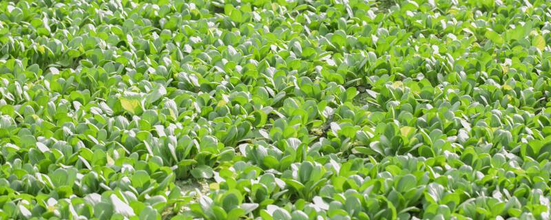 种菜可以用什么农药