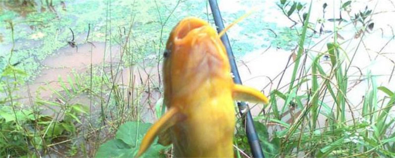 钓黄鸭叫用什么打窝