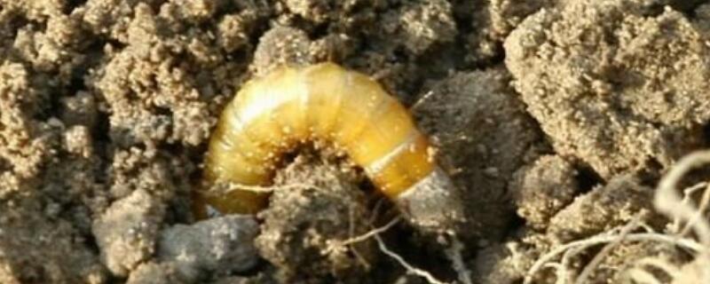 地蛆用什么农药灌根