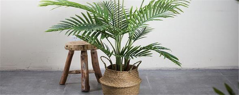 凤尾竹怎么施肥