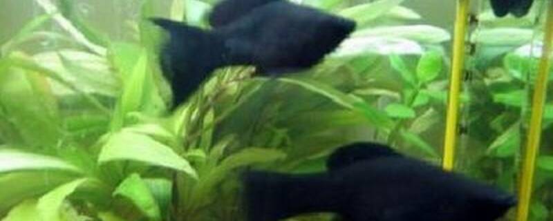 黑玛丽和什么鱼混养