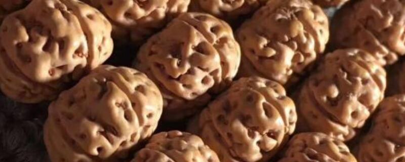 菩提子是种子还是果实