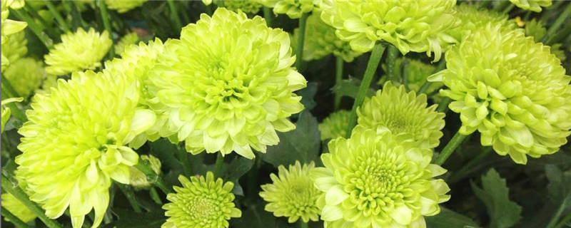 种植多头菊的注意事项