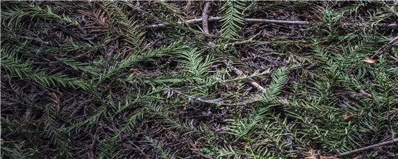 农家肥是什么肥料