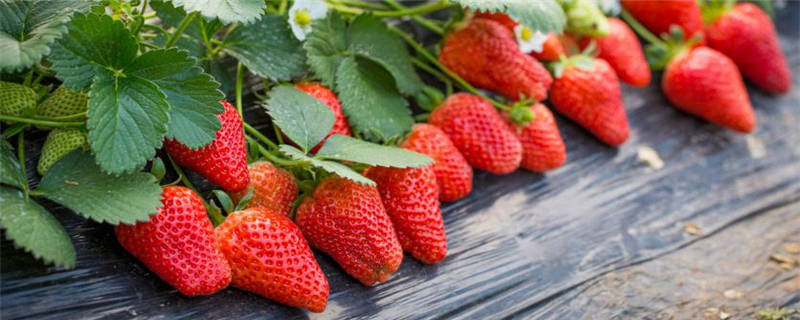 草莓种植的注意事项
