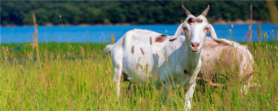 养羊如何提高出栏率