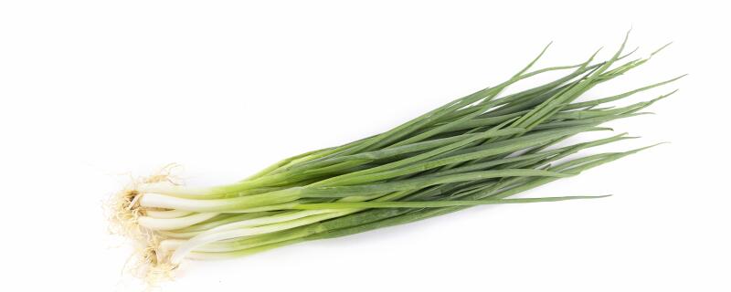 葱苗的种植方法和时间