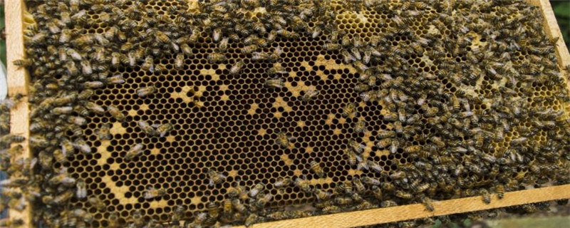 马蜂是怎么过冬的