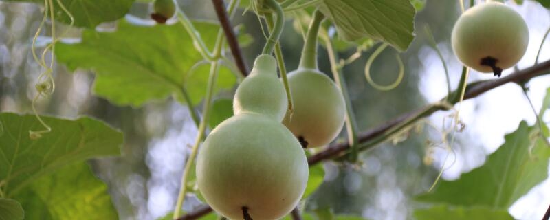 葫芦的品种介绍