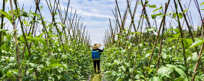 什么能防治木虫