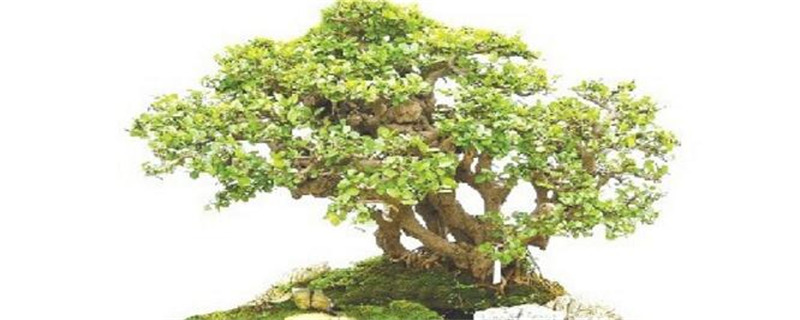 摇钱树种植注意事项