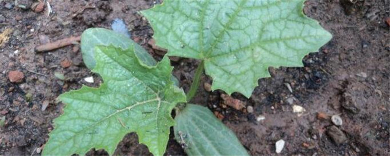 丝瓜苗的培育方法