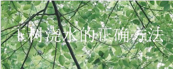 玉树浇水的正确方法