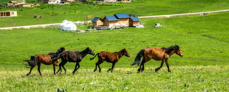 马粪的用途与价值