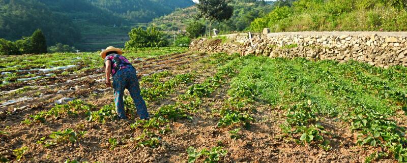 嘧草醚除草剂说明