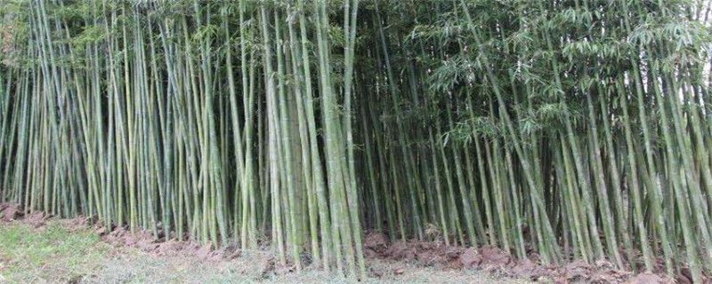 夏季种植刚竹注意事项