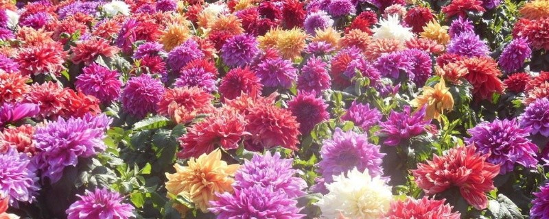 大丽花种植的注意事项