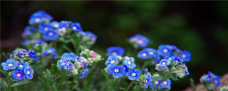 勿忘我花种植注意事项