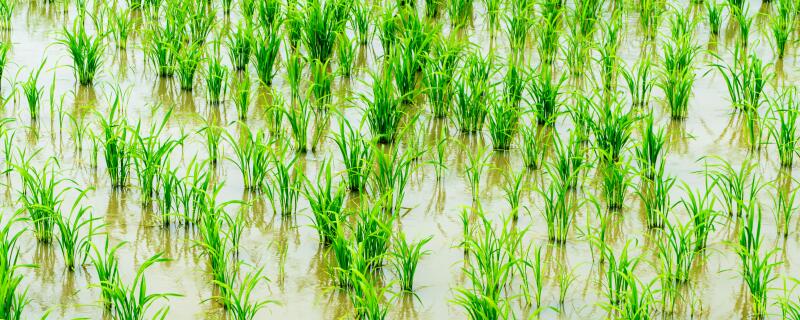 水稻秧苗期间打什么药