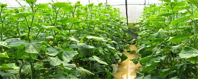 秋季温室种植注意事项