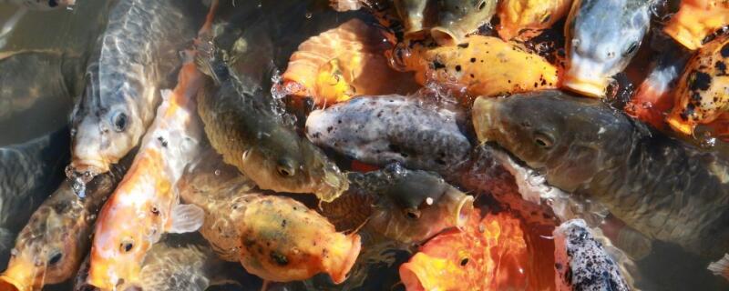 鲤鱼用什么打窝