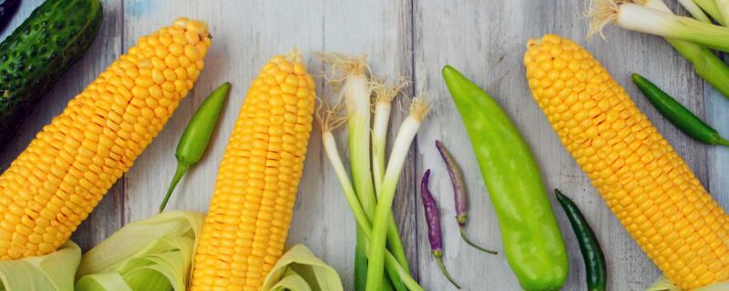 航星188玉米品种介绍