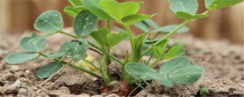 花生育苗移栽的好处