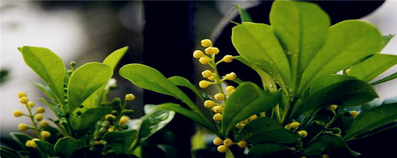 怎么给米兰施肥