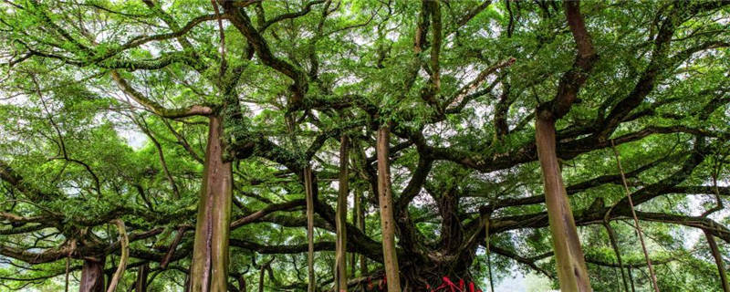 大榕树种植注意事项