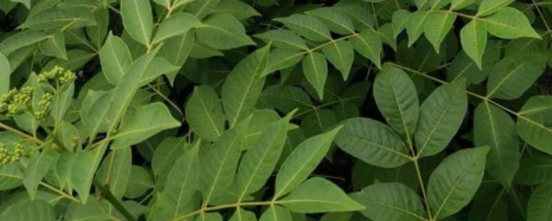 吴茱萸定植后多久挂果