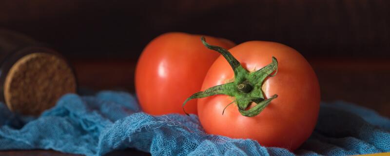 番茄苗需要天天浇水吗