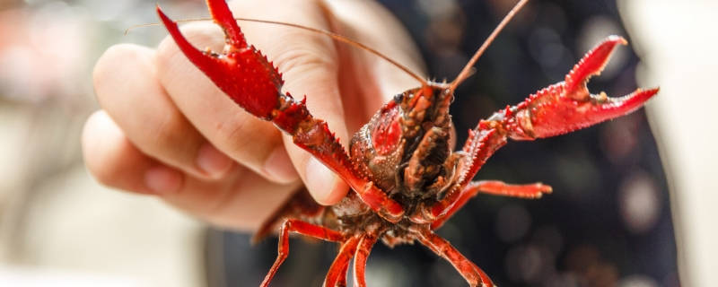 小龙虾怎么养殖