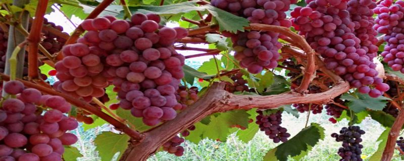 葡萄种植施肥注意事项