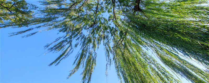 杨柳絮什么时候结束